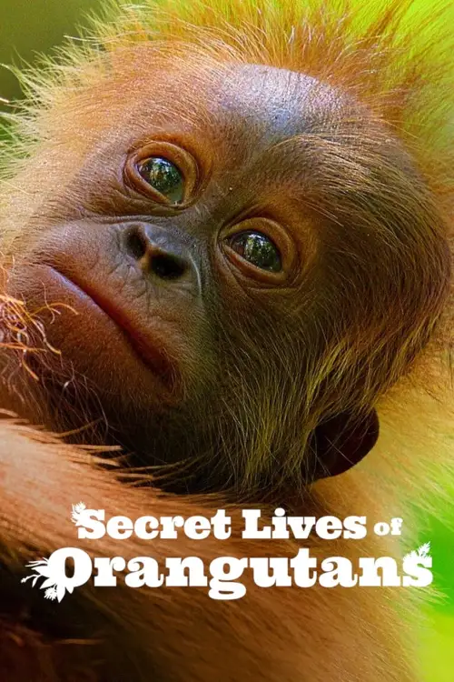 secret lives of orangutans 2024